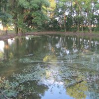 Revitalizace rybníků
